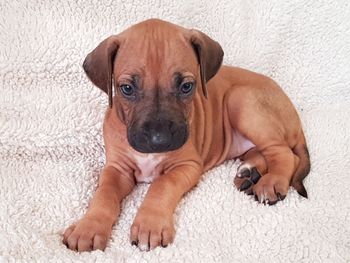 Our beautiful available female
