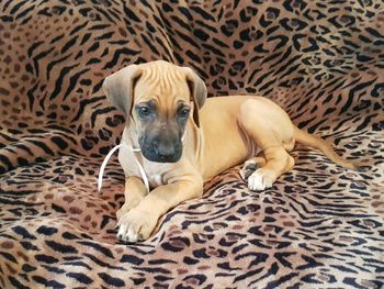Our beautiful available female puppy, Ms. White
