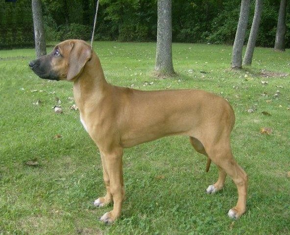 Nashira deals rhodesian ridgebacks