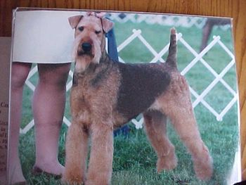 Ch. Trevorwood Rexanna is Trevorwood Alice's daughter. Rexanna completed her Championship with two back to back 4 point majors. Rexanna is the dam of Ch. Trevorwood Anna who started her quest towards her Championship by going winners bitch at the Northern N.J. Airedale Club specialty
