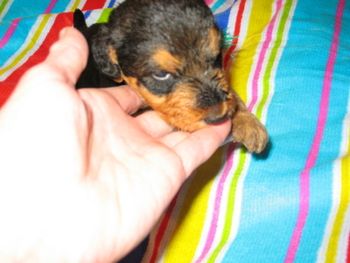 MR. GREEN AT THREE WEEKS OF AGE AND TO THE RIGHT.
