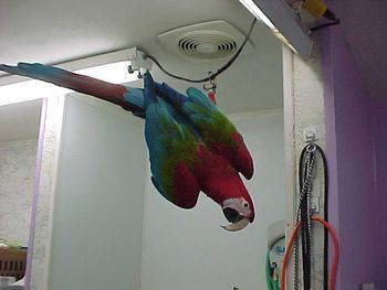 Vincent, a greenwing Macaw, doing what he loves best at my grooming shop
