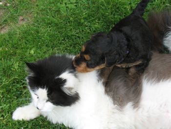 MARIO, THE CAT IS THE PUPPY PROOFER!! HE LOVES PUPPIES AND FOR 12 YEARS HAS SENT PUPPIES OFF TO THEIR NEW HOMES LOVING CATS. "LITTLE-ER" GIRL WAS THE FIRST TO FIND HIM.
