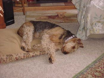 My oldest airedale at this time, Missy, lived with my Mother but came back home to me after my Mother's death. She is 13 now.

