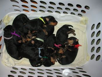 Take a look at the next photo. See how the babies fit into the basket when they were first born!
