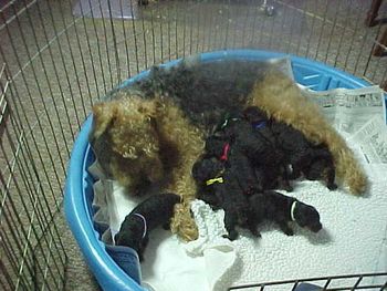 Their home during the day, at my grooming shop, in the livingroom. Kiddie swimming pools are great ! The puppies are two weeks old 3/31.
