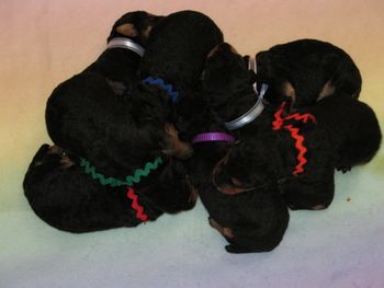 A pile of puppies
