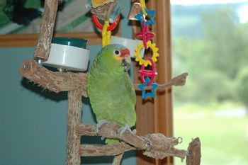 "Ethan Hawk" a 24 year old Red Lored Amazon Parrot
