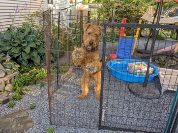 A visit from Quinn, the father of the litter!
