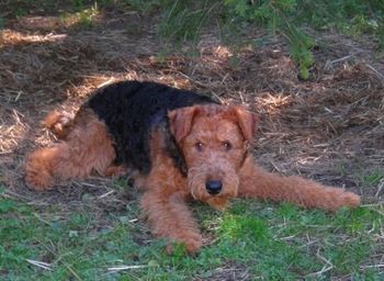 Learning to lay in wait.
