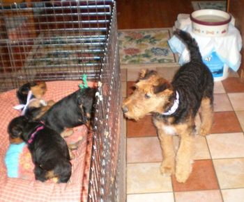 FOUR MONTH OLD CLAIRE MEETS THE PUPPIES FOR THE FIRST TIME.
