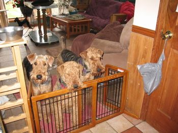 Olive, on the left is Pattycake's great neice. Pattycakes is in the middle Michael is on the right and is the half brother of Pattycakes. Olive is Michael granddaughter and is just staying with us for Easter vacation.
