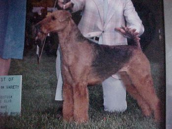 Ch. Trevorwood Lucille, Lucretia's great, great granddaughter. Lucille was in the top ten in 1986. She was the dam of several Championions and a pivotal dam in my breeding program. Her offspring still display her type and incredible intelligence. She is Rexanna's and Blossom's great grandmother.
