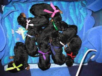 NEWBORN BABIES IN BOX, JUST HOURS OLD.
