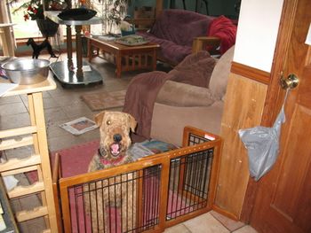 Patty looking over the gate at me in the kitchen, hoping for FOOD!! It is hard being pregnant!!!
