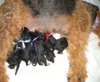 All 8 puppies getting a warm meal.
