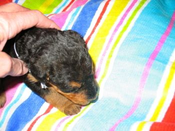 MS VIOLET AT THREE WEEKS OF AGE, AND TO THE RIGHT
