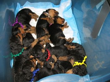 SAME BOX, SAME PUPPIES AT 10 DAYS OF AGE. NOT MUCH ROOM!!!!
