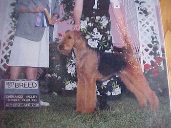 Ch. Trevorwood Gardenia, Ch. Trevorwood Blossom daughter. Gardenia finished her Championship by going Winners Bitch and BOS at the Northern Ohio Airedale specialty.
