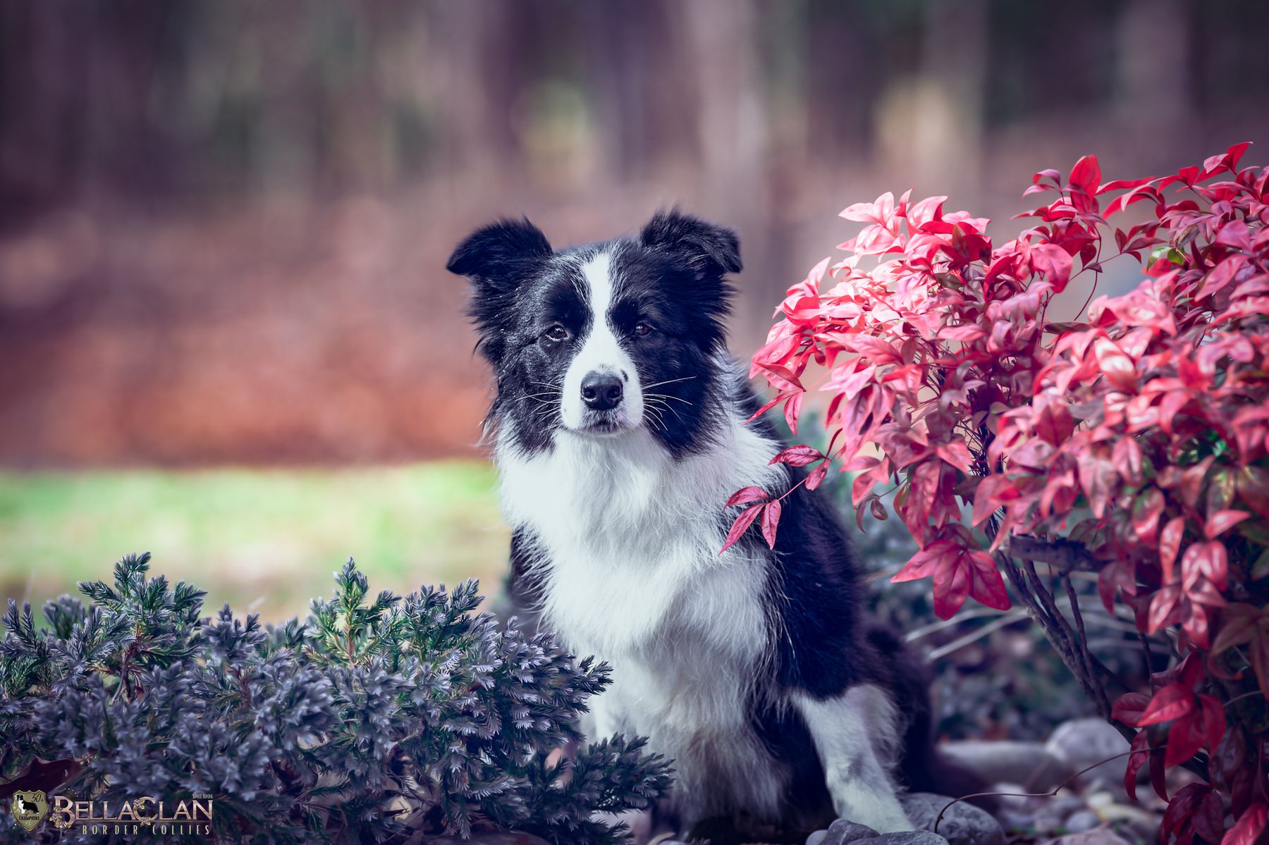 Bellaclan Border Collies Home