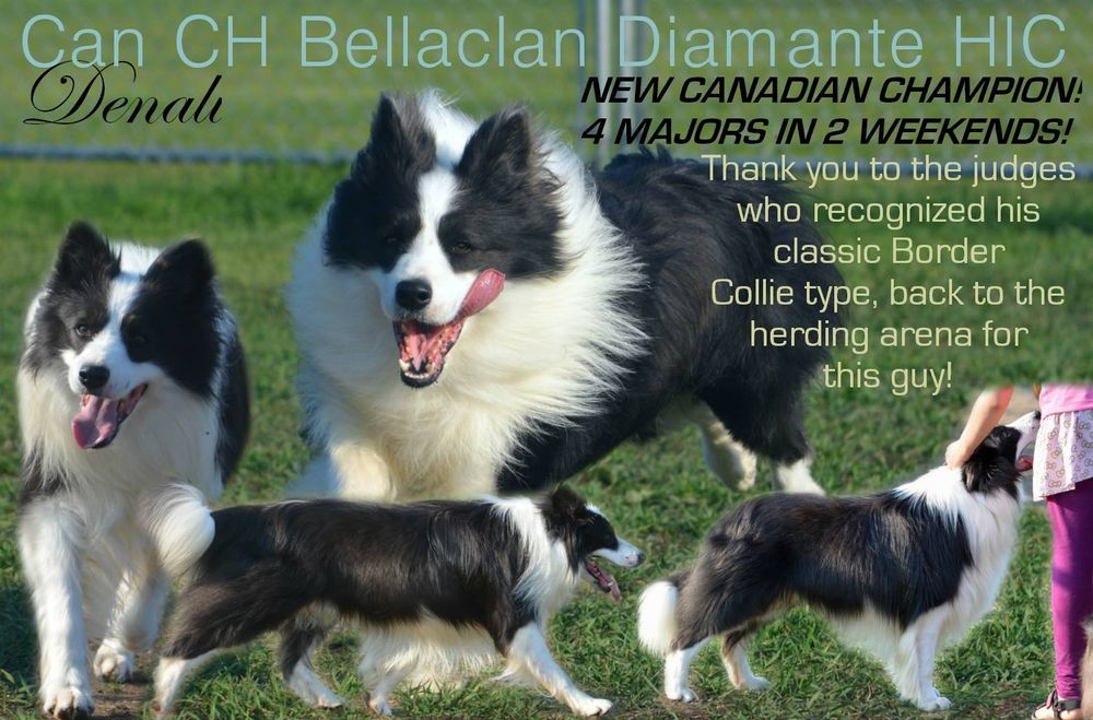 Bryning 2024 border collies