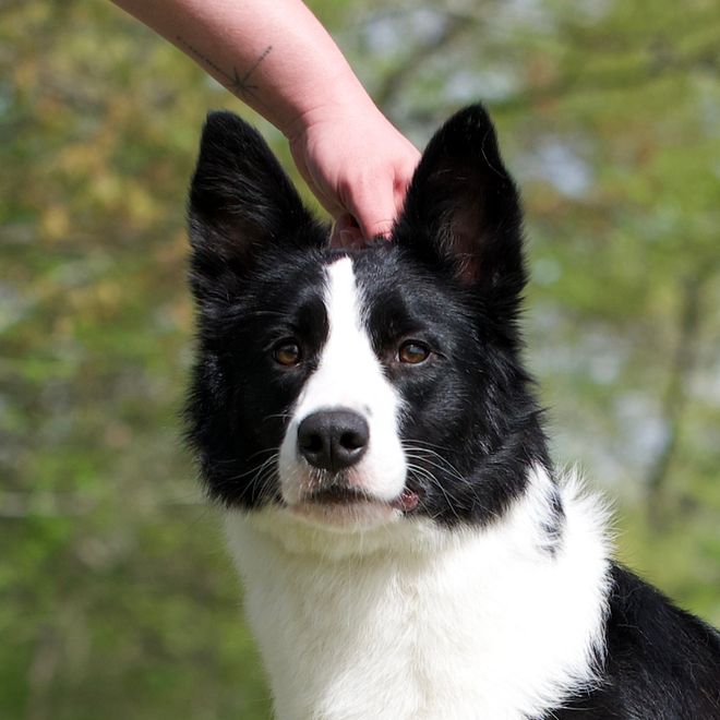 Bellaclan Border Collies - PRESENT :: Females