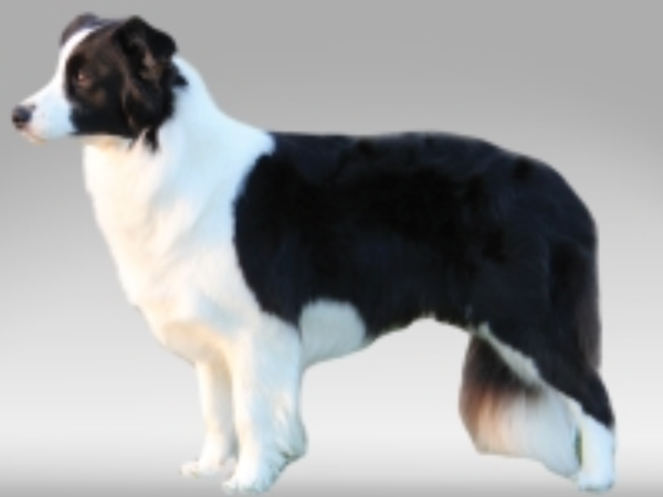 Bellaclan Border Collies - Barbie