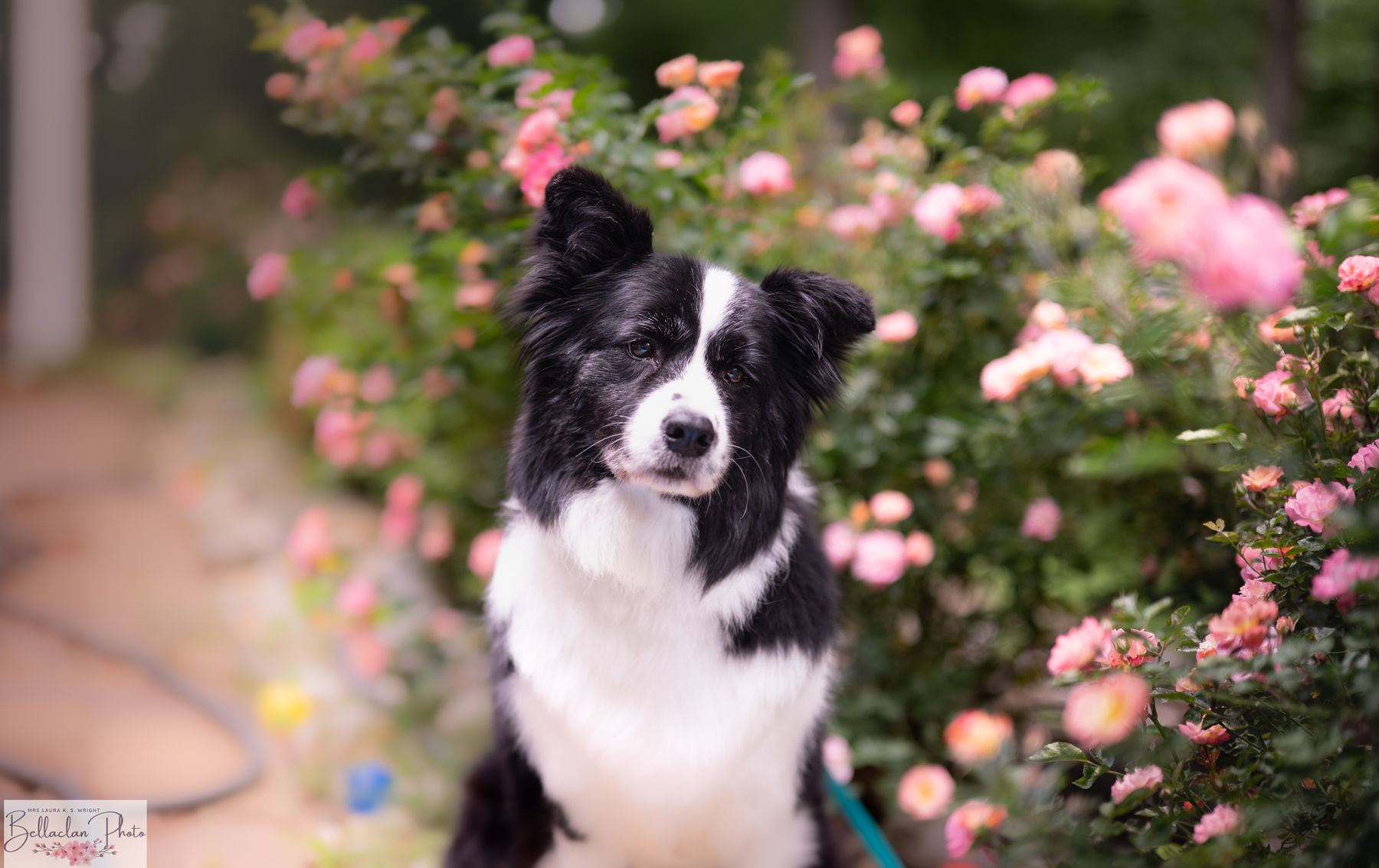 Bellaclan Border Collies Home