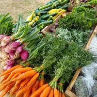 Live at Canaan Farmers Market