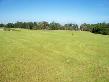 This is a shot from up the hill looking down across the pasture in the direction of the small Technical Pond. We have strategically planted some small food plots in various places in this pasture around the pond to provide more bird placement posssibilities in training.
