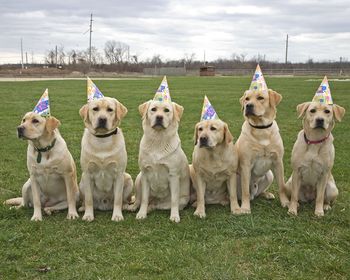 This picture was sent to us on Grace's birthday. It's from Susan Carpenter of Rhumbline Retrievers in New York which is where Grace was born. These are litter mates of Grace and also her mom (the embarassed one in the center). They all lived close enough to the Rhumbline Retriever facility to get together for some birthday well wishing. Grace and and two pups from Washington state and one pup from New Jersey missed the birthday photo shoot due to travel constraints. Sue gave me a rundown on this group of pups and several are involved in different venues of competition including Hunt Test, Agility and Obedience. Best of all, they are all great representatives of the breed. See more info on Rhumbline Retrievers on our "Links" page.
