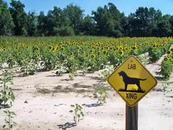 More sunflowers and a reminder that Labs could be running anywhere.
