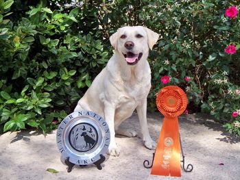 10-9-11 ELLIOTT'S CAROLINA DUCHESS MH, CGC 2011 AKC MASTER NATIONAL QUALIFIER
