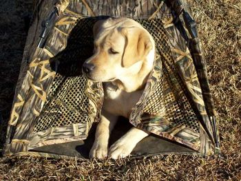 Grace adapted to hunting from the Avery dog blind realy quick.
