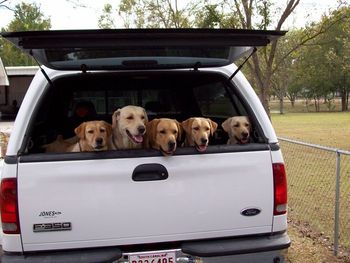 Family vacation.....Here we come! (L to R) Roxy, Hoss, Thorne, Dixie & Duchess
