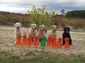 10-13-13
Grace and her pups were very busy at the Lumber River Retriever Club events in Rose Hill, NC this weekend.  All 4 pups passed their Junior Hunter test both days and Grace completed all 4 series of the Owner Handler Qualifier and picked up a Reserve JAM.
(L to R) Reverend, Blaze, Grace, Faith and Lilly
