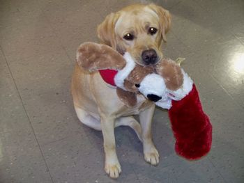 Sometimes we get all wrapped up in the seriousness of competing and training and forget to show some of the fun stuff we experience with our dogs. Here Grace is shown with her Christmas stocking which she showed to every customer that came to our business and every guest that came to our home over the Christmas holidays. If Grace has any say, this stocking probably will not be put away with the other decorations after Christmas.
