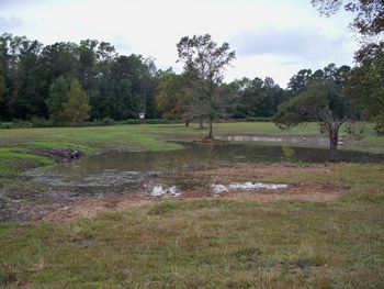 This is the east end of the "Tobacco Barn Pond". It wasn't quite filled at this point and should spread out into the pasture at the full level.
