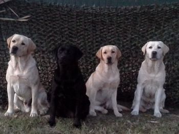 11-3-13  The 4 pups all turned 1 year old on 10-11-13 and all celebrated by earning their Junior Hunter titles at the CRA Fall Hunt Test.
