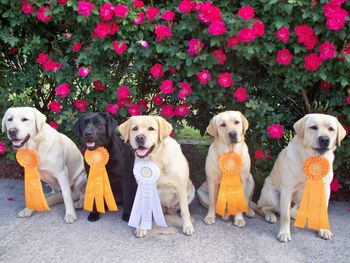 4-28-14  The Carolinas Retriever Association Field Trial and Hunt Test was a blast for Grace and her 4 pups.  Grace amazed us with a 4th Place Field Trial finish competing toe to toe with some of the finest handlers and dogs in the Southeast.  The pups also each earned a Qualifying score in the the Senior Hunter division of the Hunt Test.
