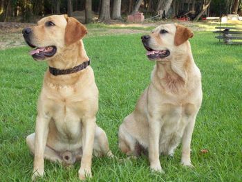 Thorne (son) & Roxy (mom) aren't just pretty faces. They are great duck dogs and they hold their own on the AKC Hunt Test Competition Circuit. They both have AKC Master Hunter titles.
