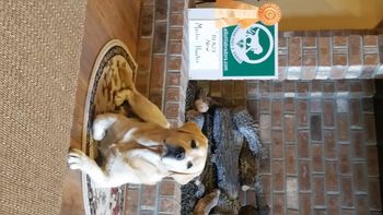 11-13-16  Blaze earned his Mater Hunter title  at the Carolinas Retriever Association Fall Hunt Test
