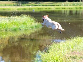 10-5-13  "Blaze" showing a little style in his water entry!
