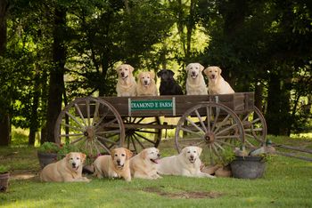 12-15-16  With "Faith" just receiving her Master Hunter title, all of Angie's 9 living Labradors are AKC Master Hunters.  We are very proud of her accomplishments as an Amateur owner, breeder, trainer and handler for all of the dogs pictured.  (Bottom row left to right) Dixie MH, Thorne MH, Roxy MH and Duchess MH.  (Top row left to right) Blaze MH, Grace MH, Lilly MH, Reverend MH and Faith MH.
