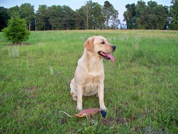 Elliott's Armbrook Living By Faith...call name "Faith" at 8 months old.
