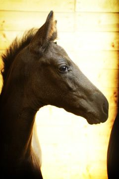 Lia, Vwala's 2008 filly by Donnetelli, owned by Peggy Polisseni
