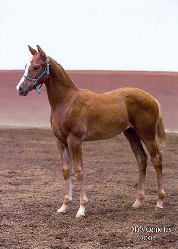 Bravado, Vwala's 2006 colt by Farrington, owned by Peggy Polisseni
