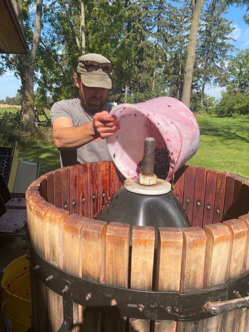 Pouring Marechal Foch grapes into the press