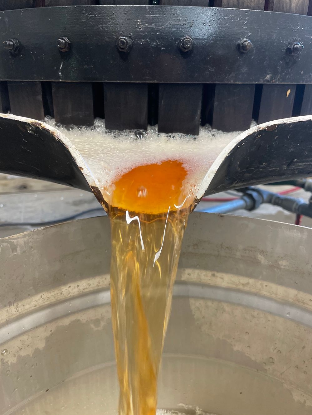 A golden colored cider pouring out of the press in a heavy stream, frothing before turning smooth liquid.