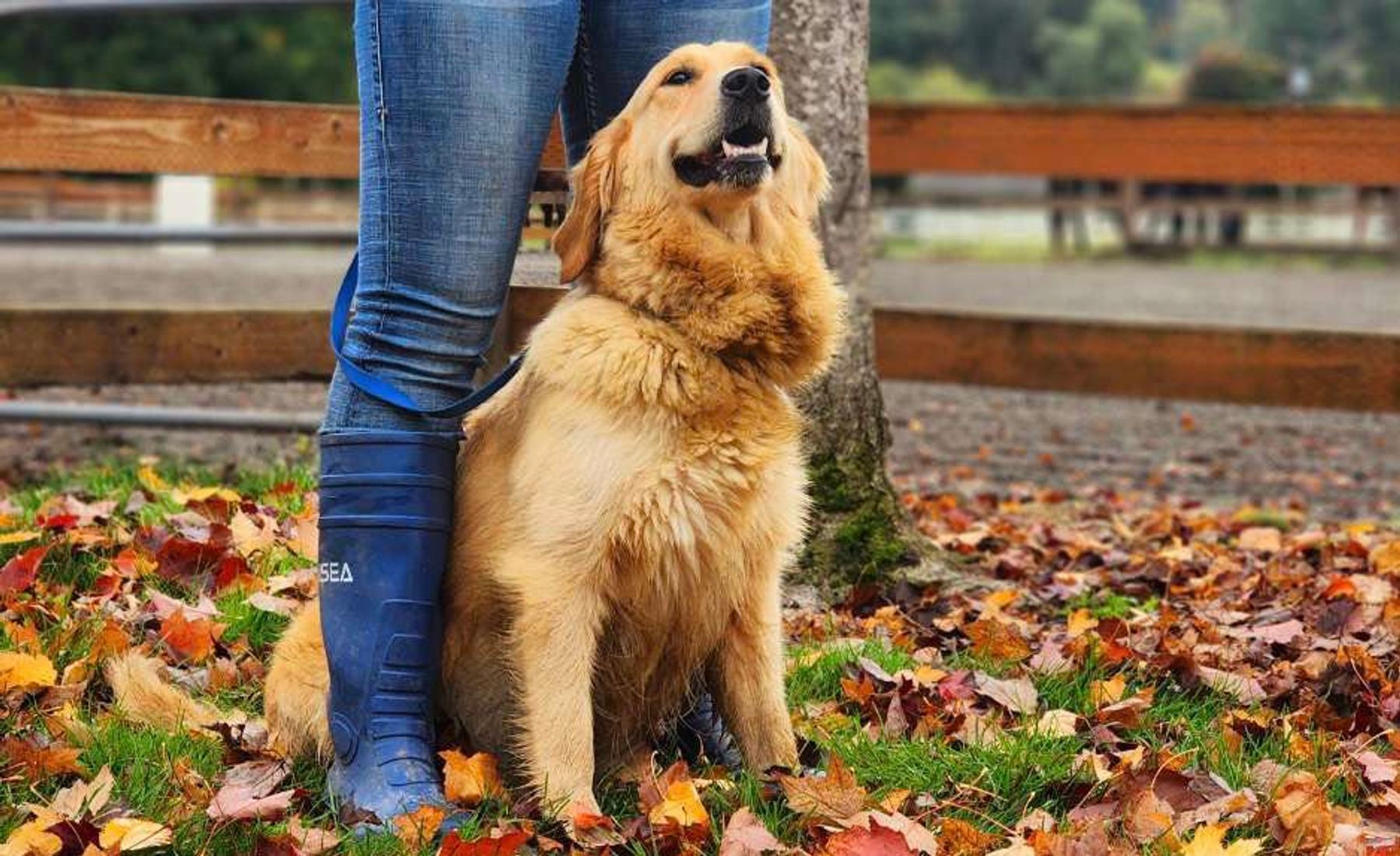 The store oaks kennels